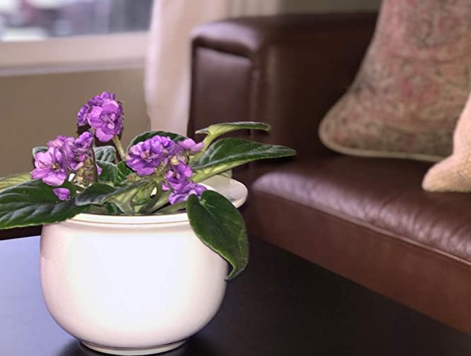 Atri Ceramic Orchid Pot